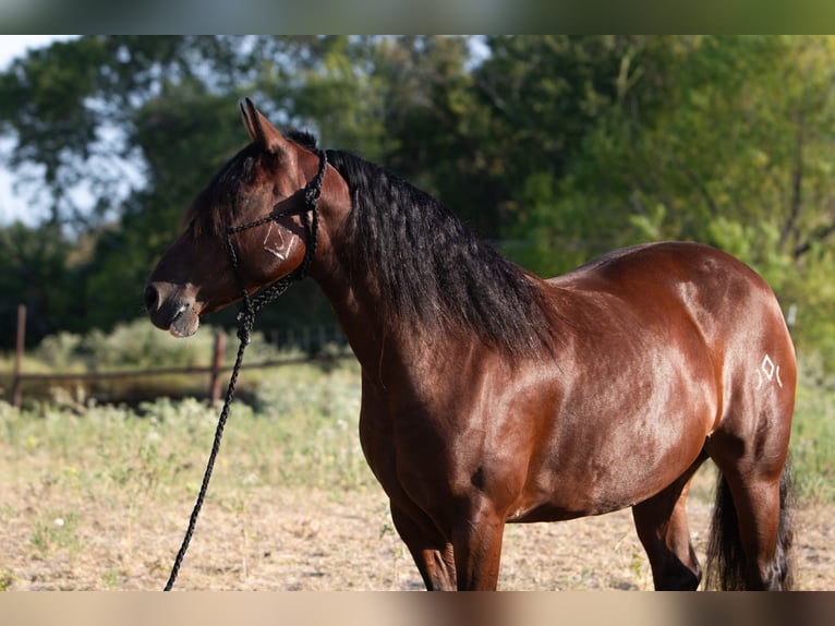 Mustang (americano) Giumenta 6 Anni Baio ciliegia in Kaufman