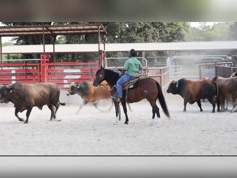 Mustang (americano) Giumenta 6 Anni Baio ciliegia in Kaufman