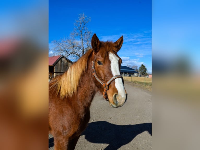 Mustang (americano) Giumenta 7 Anni 142 cm Sauro ciliegia in Fort Collins