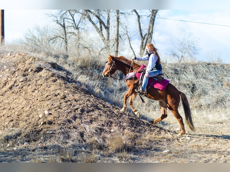 Mustang (americano) Giumenta 7 Anni 142 cm Sauro ciliegia in Fort Collins