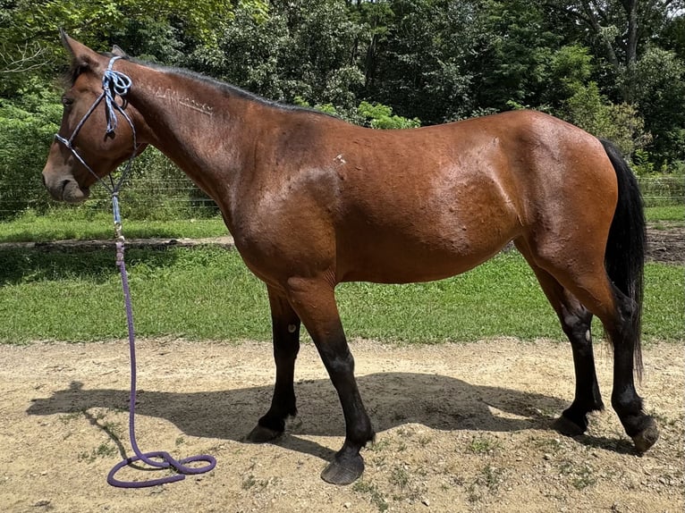 Mustang (americano) Giumenta 8 Anni 142 cm Baio ciliegia in Viroqua