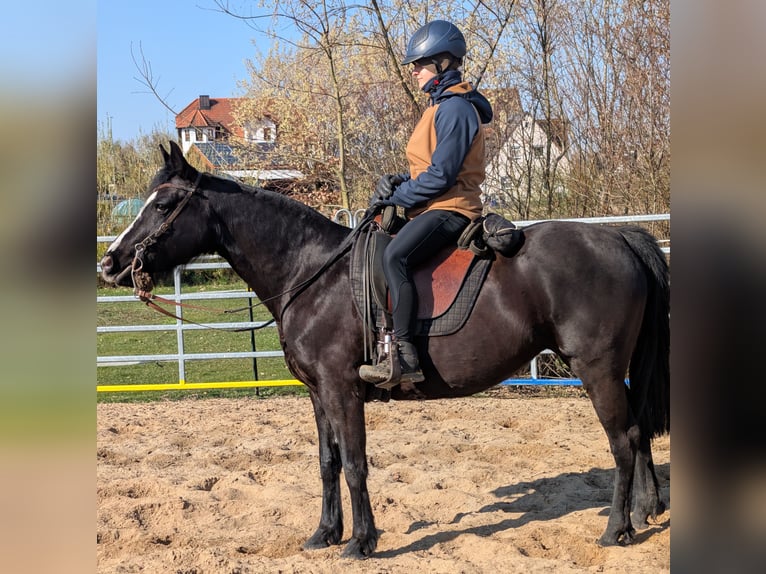 Mustang (americano) Mix Giumenta 9 Anni 150 cm Morello in Leutenbach