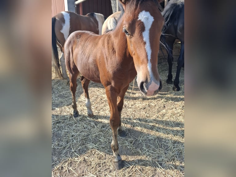 Mustang (americano) Stallone 1 Anno 152 cm in Kupferzell