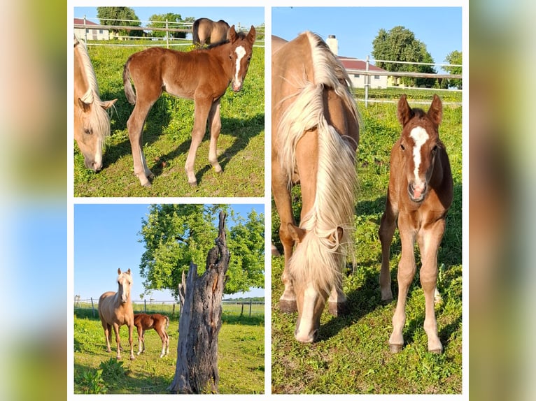 Mustang (americano) Stallone 1 Anno 152 cm in Kupferzell