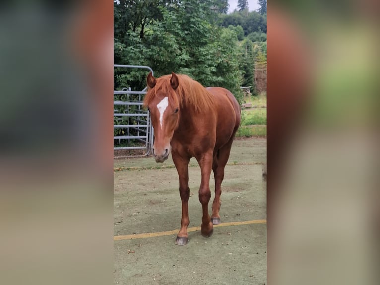 Mustang (americano) Stallone 1 Anno 152 cm Sauro scuro in Maxsain