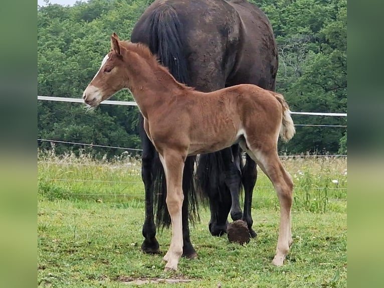 Mustang (americano) Stallone 1 Anno 152 cm Sauro scuro in Maxsain