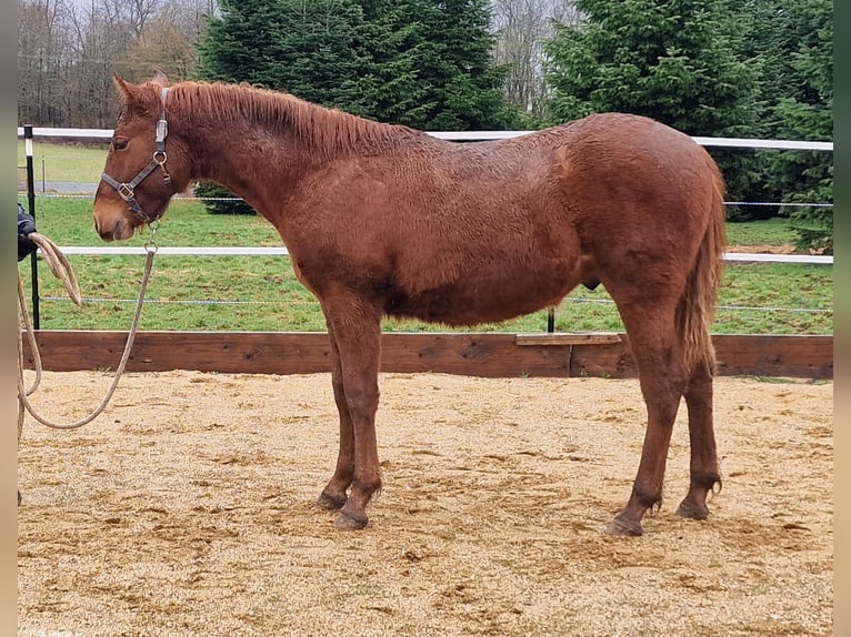 Mustang (americano) Stallone 1 Anno 152 cm Sauro scuro in Maxsain