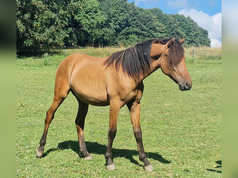 Mustang (americano) Stallone 1 Anno 155 cm Falbo in Maxsain Mustang (americano) Stallone 1 Anno 155 cm Falbo in Maxsain