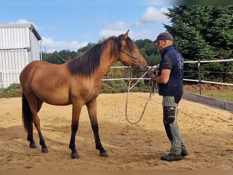 Mustang (americano) Stallone 1 Anno 155 cm Falbo in Maxsain Mustang (americano) Stallone 1 Anno 155 cm Falbo in Maxsain
