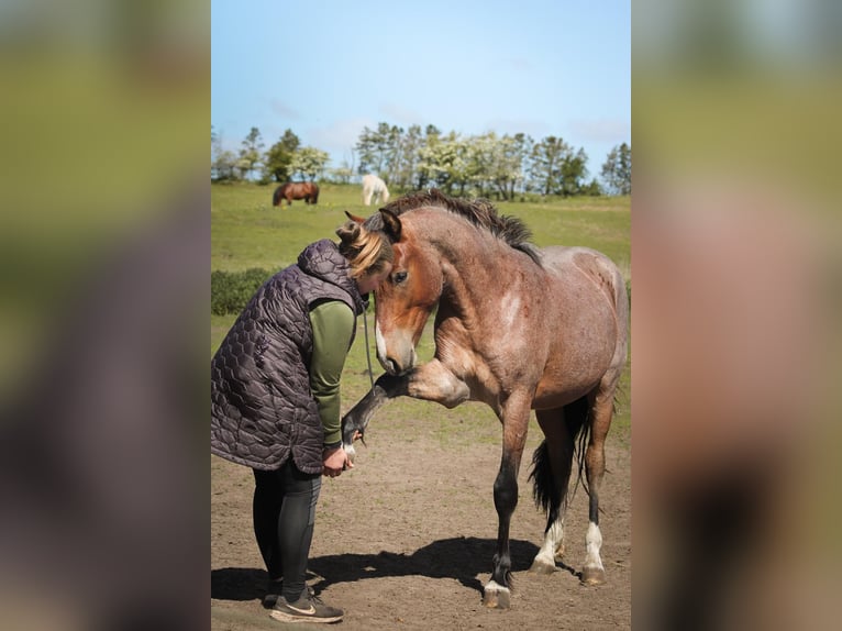 Mustang (americano) Stallone 3 Anni 150 cm Baio roano in Kalkar