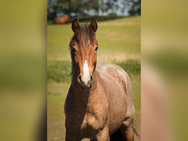 Mustang (americano) Stallone 3 Anni 150 cm Baio roano in Kalkar