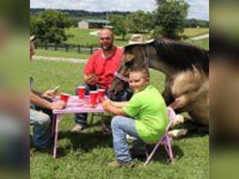Mustang (americano) Stallone 9 Anni 152 cm Tobiano-tutti i colori in california