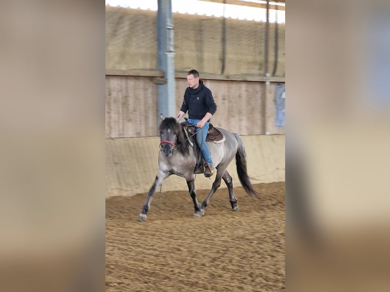 Mustang (americano) Stallone Grullo in Maxsain