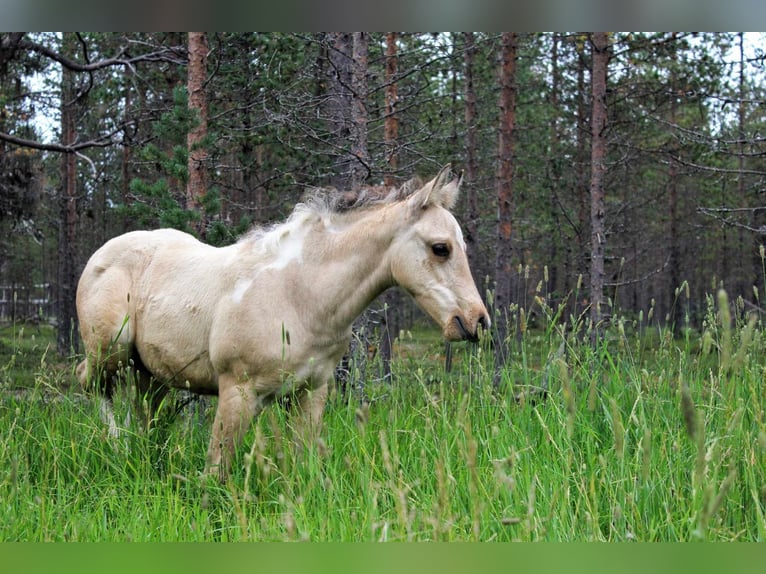 Mustang (americano) Stallone Grullo in Maxsain