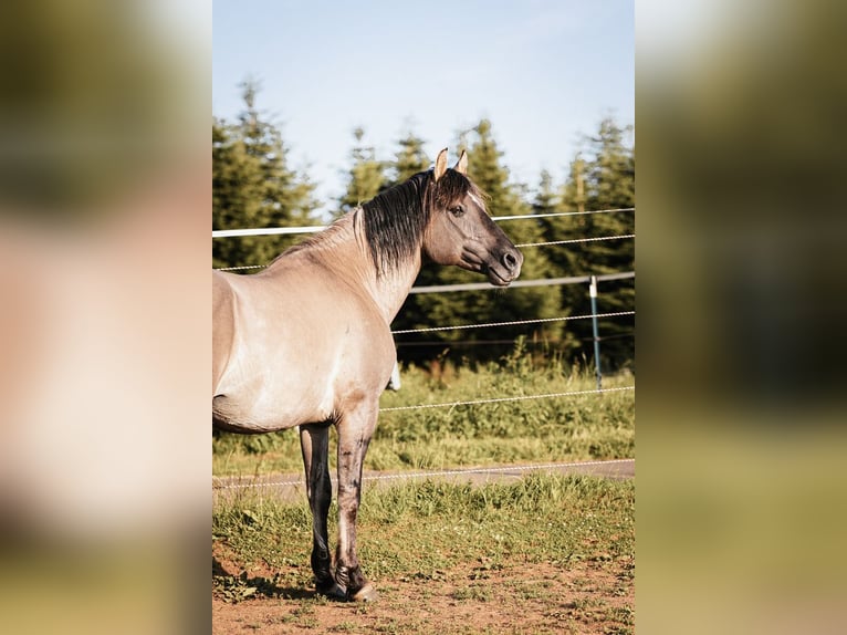 Mustang (americano) Stallone Grullo in Maxsain