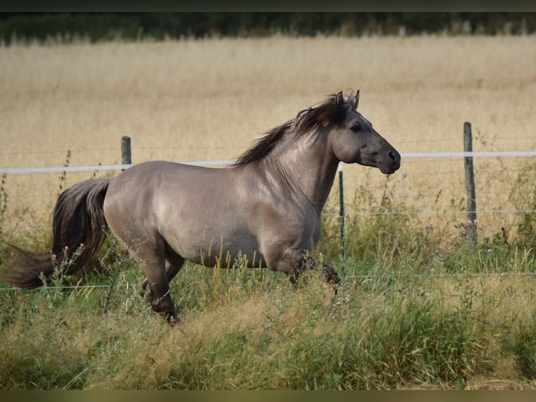 Mustang (americano) Stallone Grullo in Maxsain