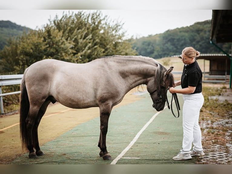 Mustang (americano) Stallone Grullo in Maxsain