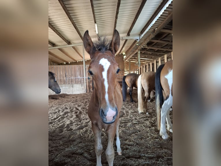 Mustang (americano) Stallone Puledri (05/2025) 152 cm in Kupferzell Mustang (americano) Stallone Puledri (05/2025) 152 cm in Kupferzell