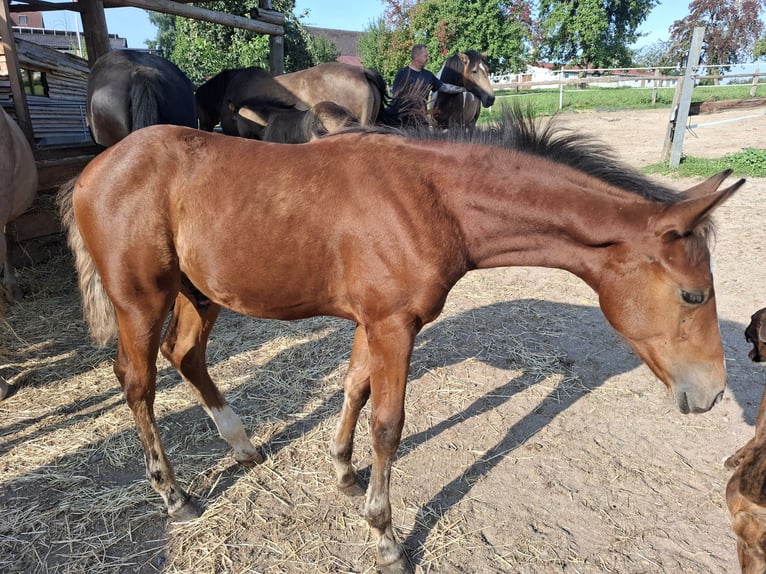 Mustang (americano) Stallone Puledri (05/2025) 152 cm in Kupferzell Mustang (americano) Stallone Puledri (05/2025) 152 cm in Kupferzell