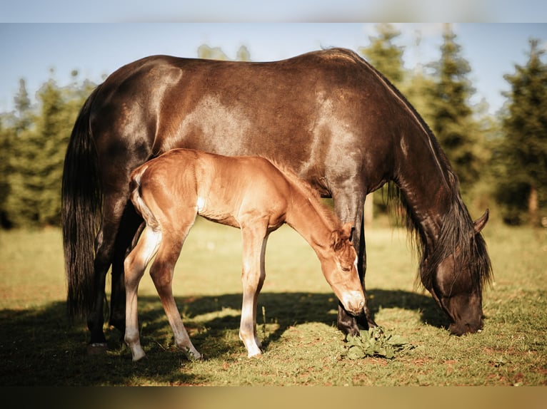 Mustang (americano) Stallone Puledri (05/2025) 152 cm Sauro scuro in Maxsain Mustang (americano) Stallone Puledri (05/2025) 152 cm Sauro scuro in Maxsain