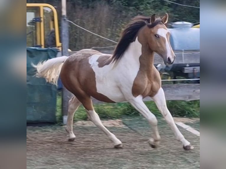 Mustang (americano) Stallone Tobiano-tutti i colori in Zürbach