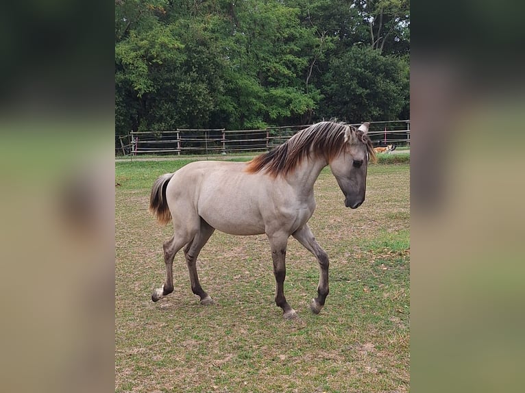 Mustang (amerikaans) Hengst 1 Jaar 128 cm Grullo in Willstätt