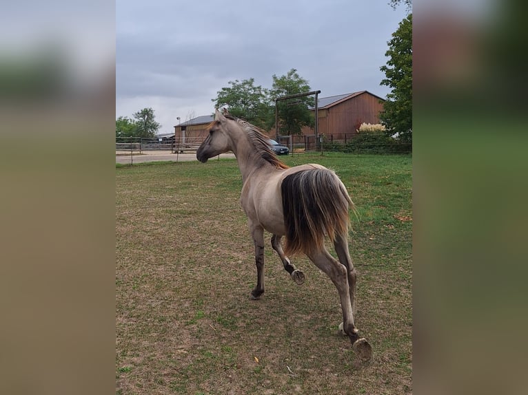 Mustang (amerikaans) Hengst 1 Jaar 128 cm Grullo in Willstätt