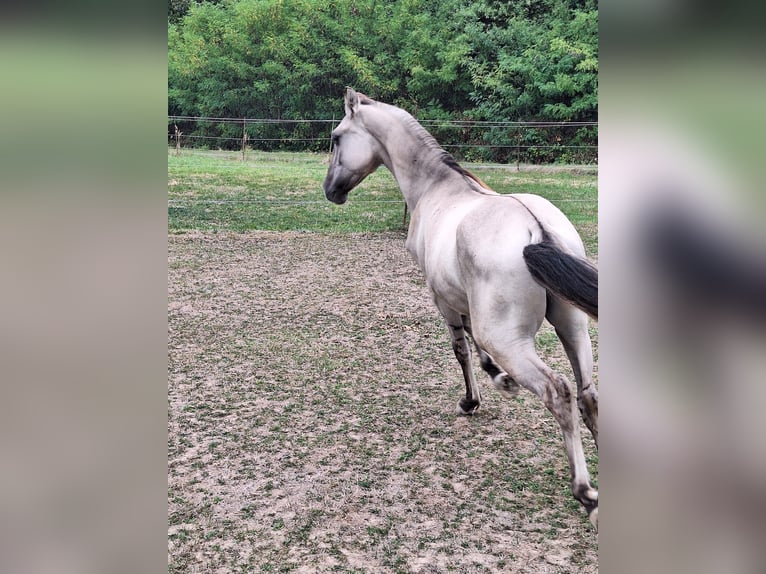 Mustang (amerikaans) Hengst 1 Jaar 128 cm Grullo in Willstätt