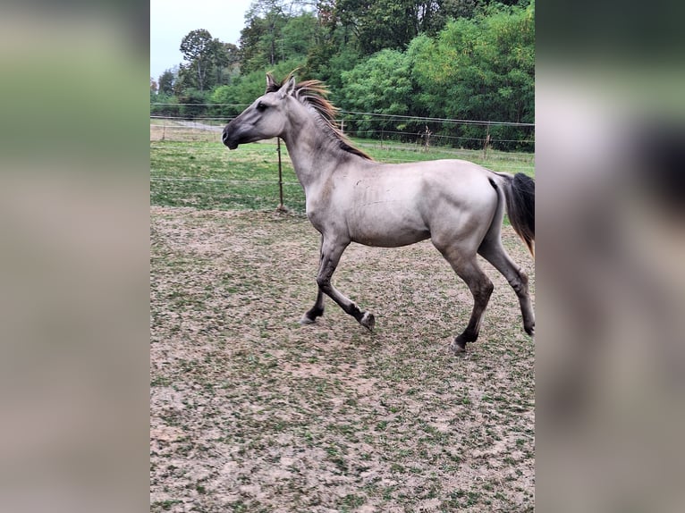 Mustang (amerikaans) Hengst 1 Jaar 128 cm Grullo in Willstätt