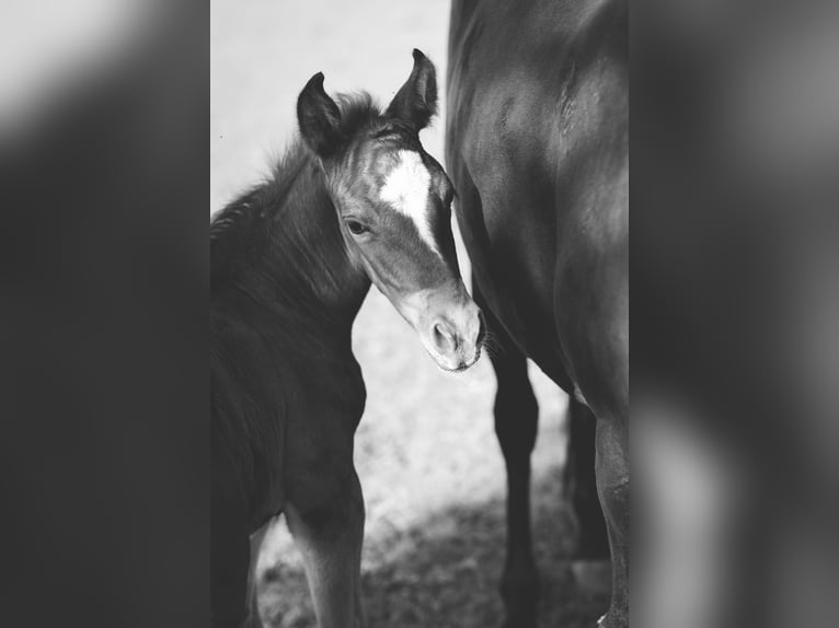 Mustang (amerikaans) Hengst 1 Jaar 152 cm Donkere-vos in Maxsain