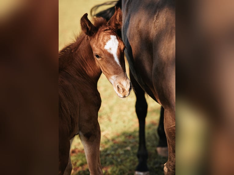 Mustang (amerikaans) Hengst 1 Jaar 152 cm Donkere-vos in Maxsain