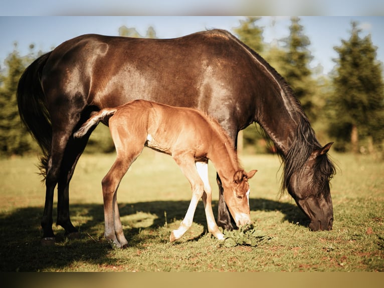 Mustang (amerikaans) Hengst 1 Jaar 152 cm Donkere-vos in Maxsain