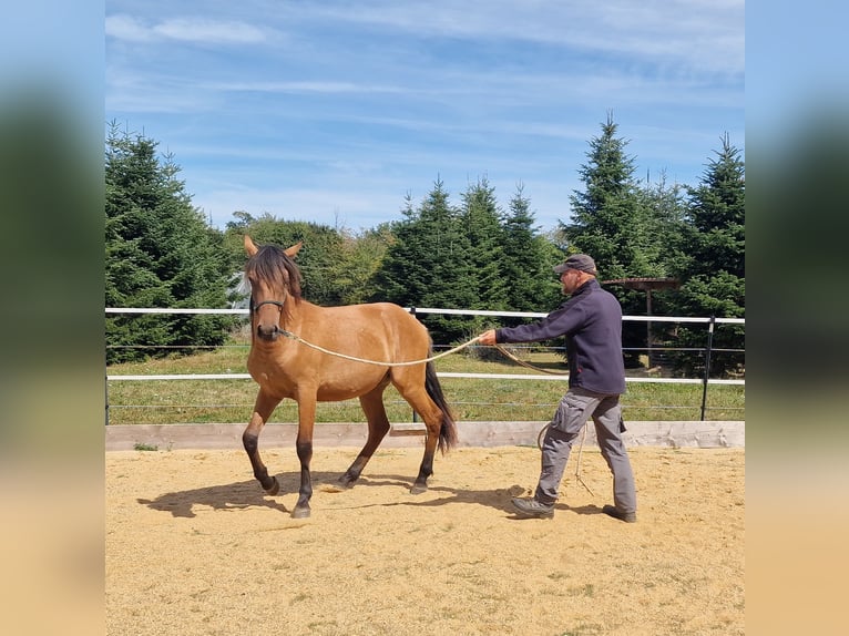 Mustang (amerikaans) Hengst 1 Jaar 155 cm Falbe in Maxsain Mustang (amerikaans) Hengst 1 Jaar 155 cm Falbe in Maxsain