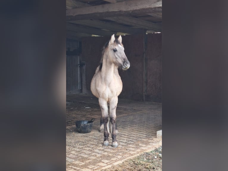 Mustang (amerikaans) Hengst 1 Jaar Grullo in Willstätt