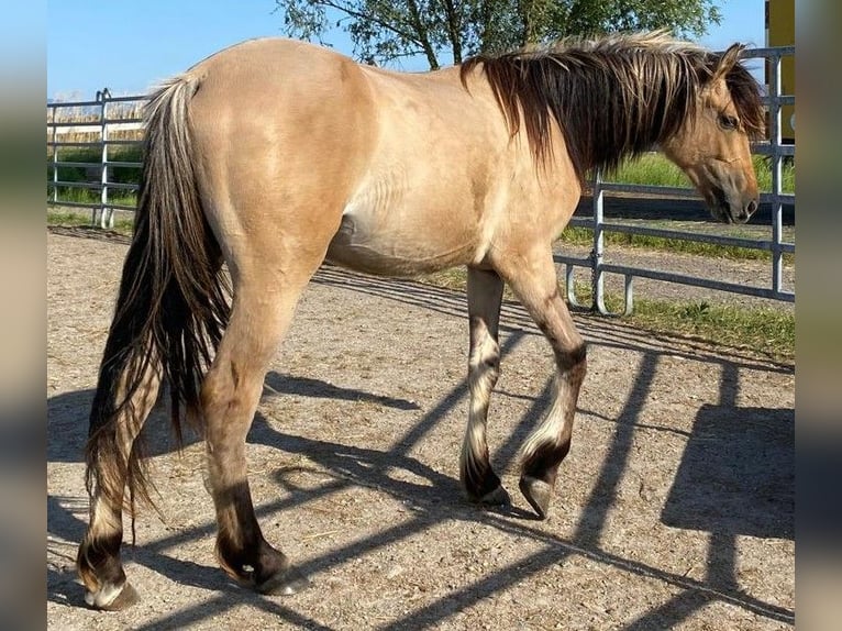 Mustang (amerikaans) Hengst 2 Jaar 158 cm Lichtbruin in Willstätt, Legelshurst Mustang (amerikaans) Hengst 2 Jaar 158 cm Lichtbruin in Willstätt, Legelshurst