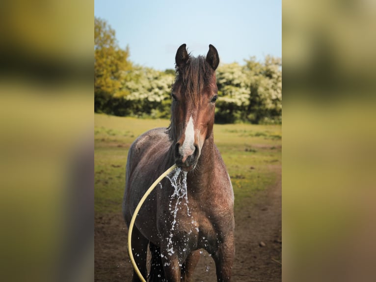 Mustang (amerikaans) Hengst 3 Jaar 150 cm Roan-Bay in Kalkar