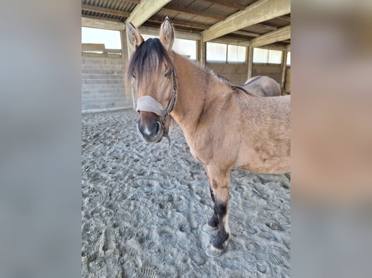 Mustang (amerikaans) Hengst 3 Jaar 158 cm Lichtbruin in Willstätt, Legelshurst