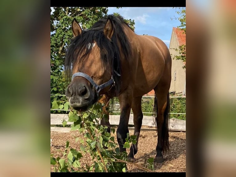 Mustang (amerikaans) Hengst 6 Jaar 149 cm Buckskin in K&#xF6;nigsberg in Bayern