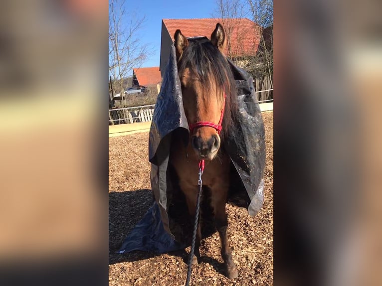 Mustang (amerikaans) Hengst 6 Jaar 149 cm Buckskin in K&#xF6;nigsberg in Bayern