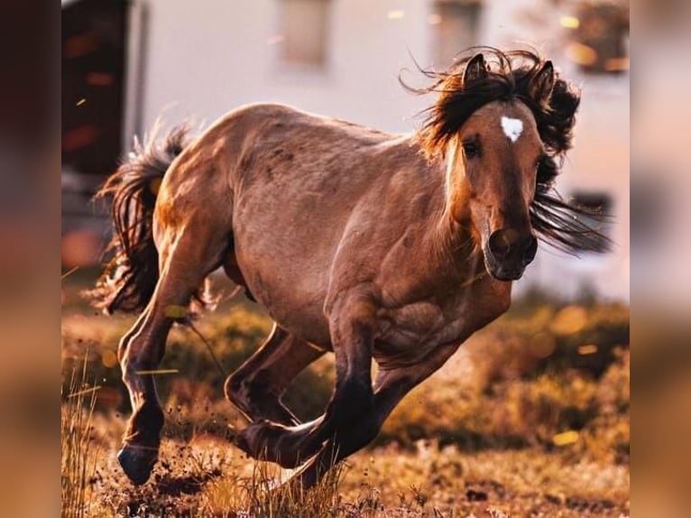 Mustang (amerikaans) Hengst 7 Jaar 149 cm Buckskin in Königsberg in Bayern