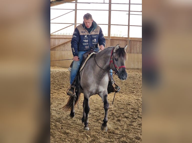 Mustang (amerikaans) Hengst Grullo in Maxsain
