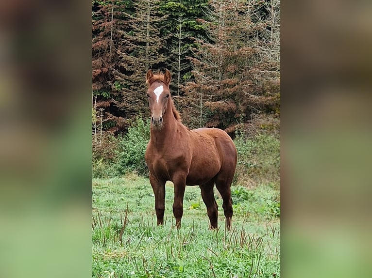 Mustang (amerikaans) Hengst Veulen (05/2025) 152 cm Donkere-vos in Maxsain Mustang (amerikaans) Hengst Veulen (05/2025) 152 cm Donkere-vos in Maxsain