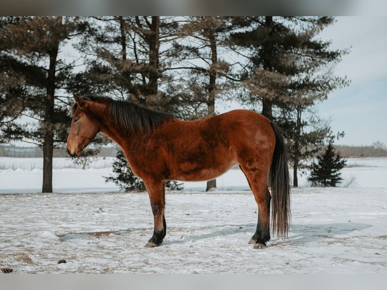 Mustang (amerikaans) Merrie 10 Jaar 150 cm Roodbruin in North Judson