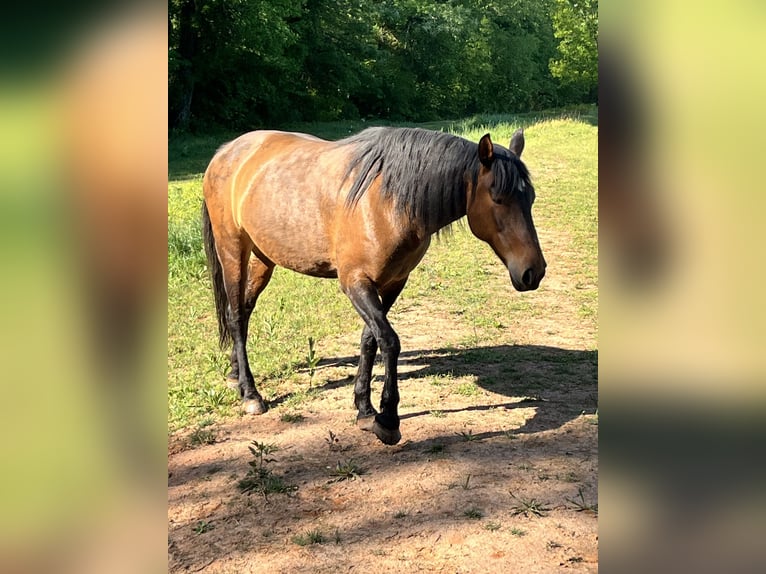 Mustang (amerikaans) Merrie 12 Jaar 142 cm Roodbruin in Thurmond