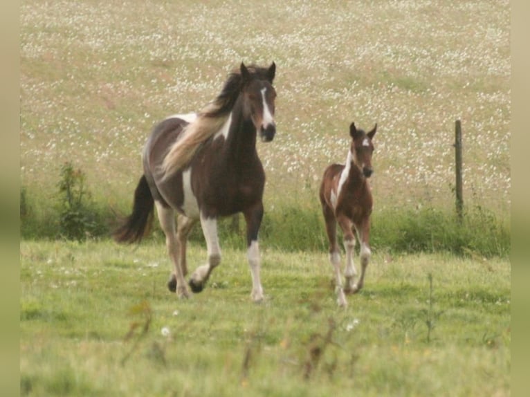 Mustang (amerikaans) Merrie 13 Jaar 147 cm Tobiano-alle-kleuren in Zürbach