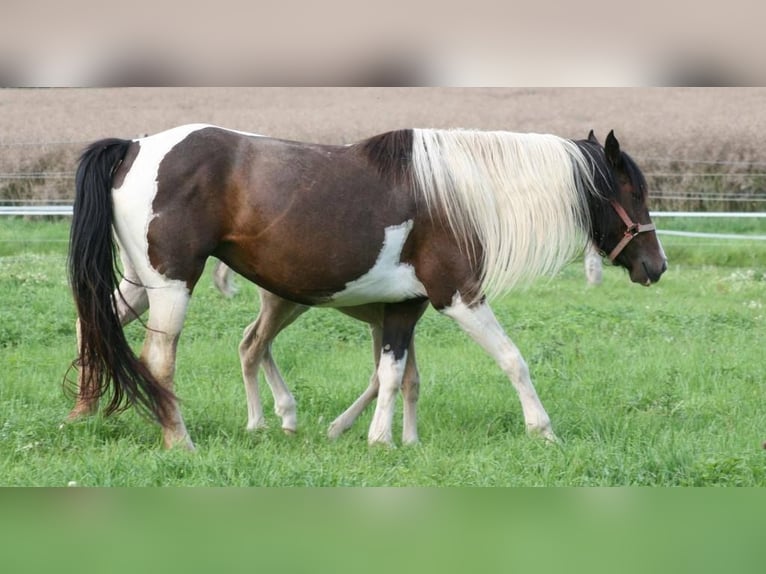 Mustang (amerikaans) Merrie 13 Jaar 147 cm Tobiano-alle-kleuren in Zürbach