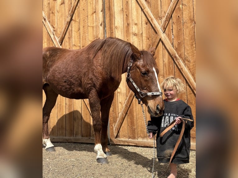 Mustang (amerikaans) Merrie 15 Jaar 150 cm Roodvos in Fort Collins