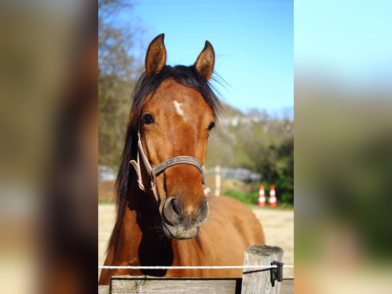 Mustang (amerikaans) Merrie 1 Jaar 155 cm Falbe in Siegen