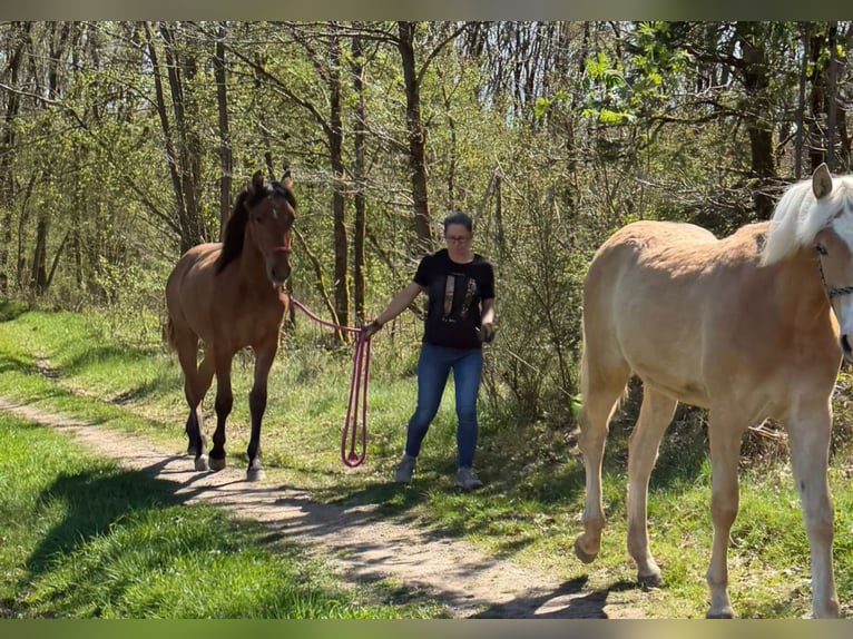 Mustang (amerikaans) Merrie 1 Jaar 155 cm Falbe in Siegen