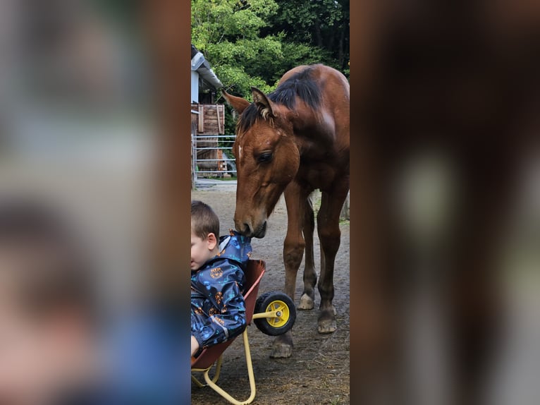 Mustang (amerikaans) Merrie 1 Jaar 155 cm Falbe in Siegen